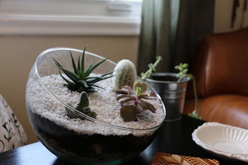 Terrarium – Thú chơi của những “nông dân sành điệu”