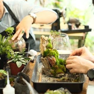 Workshop Terrariums tại Xanh zone