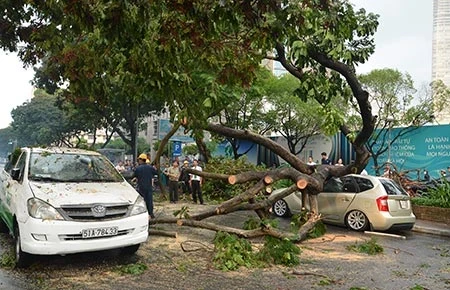 Cây xanh trong thành phố ngã đổ do đâu?