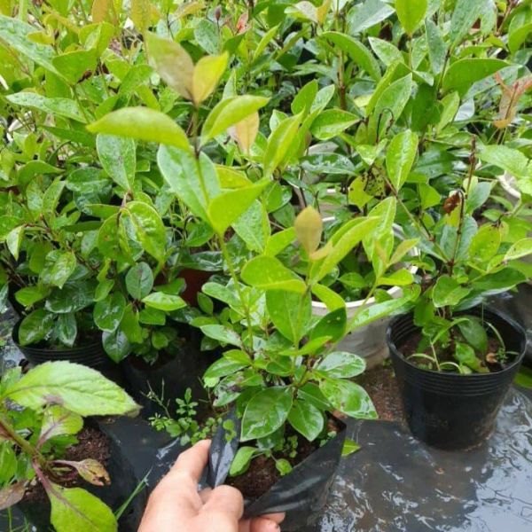 Cây ổi sim Nhật