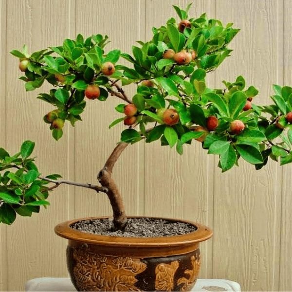 Cây ổi sim Nhật
