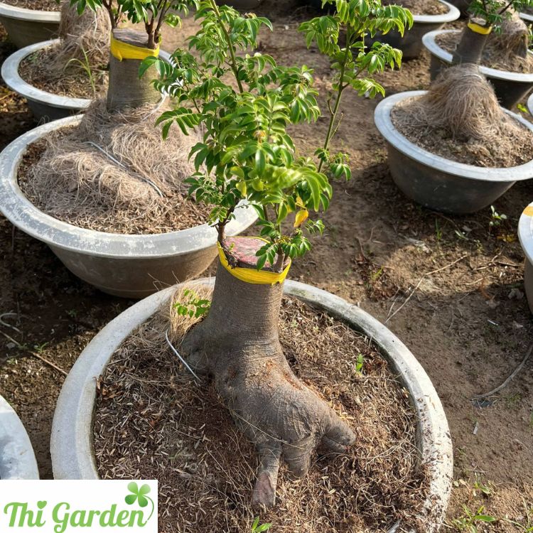 Chậu xi măng (trồng mai, cây kiểng, bonsai, cúc,...)