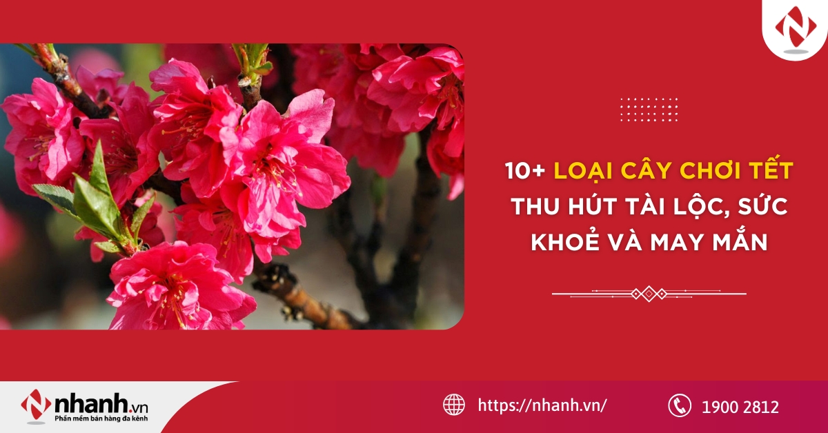 10+ loại cây chơi Tết thu hút tài lộc, sức khoẻ và may mắn 2026