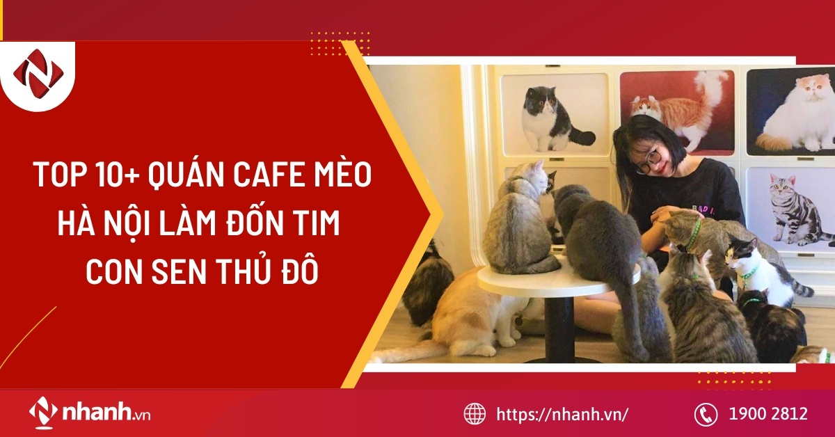 TOP 10+ quán Cafe mèo Hà Nội làm đốn tim con Sen thủ đô