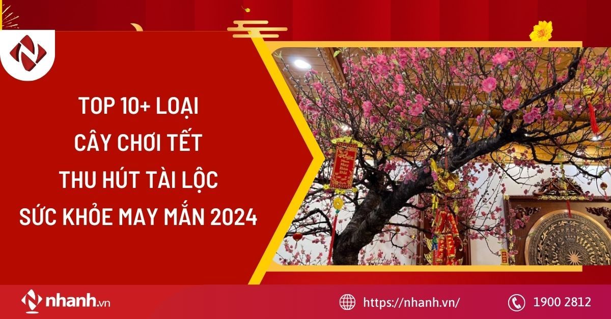 10+ loại cây chơi Tết thu hút tài lộc, sức khoẻ và may mắn 2025