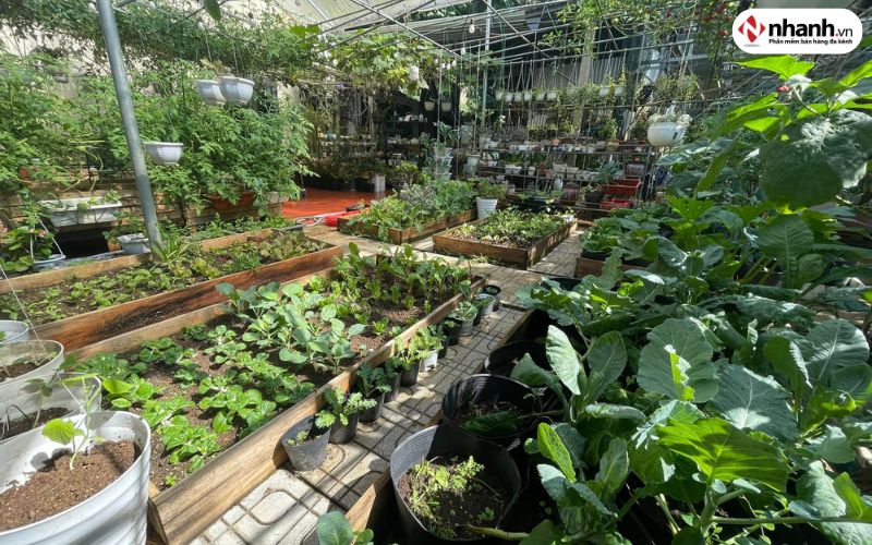 Cho thuê vườn rau hữu cơ