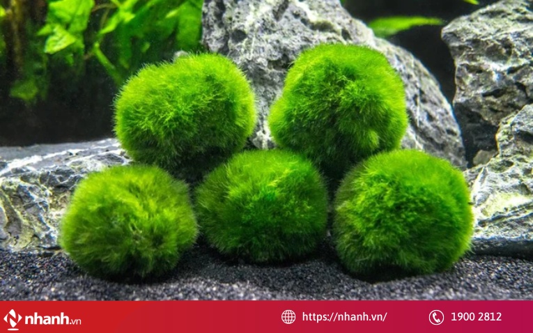 Thú cưng Marimo - Cầu gai Nhật Bản