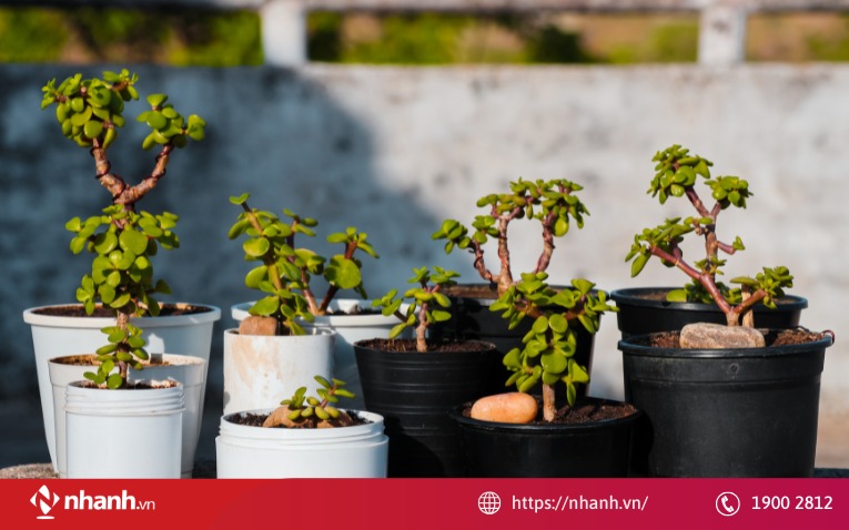 Chậu cây cảnh mini