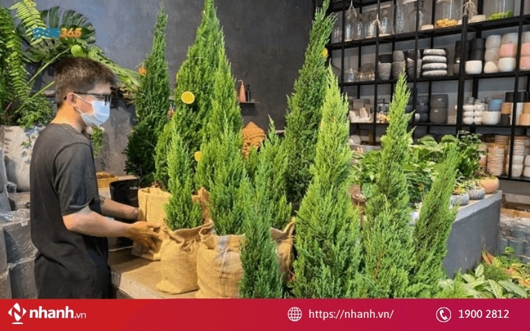 Kinh doanh cây cảnh online