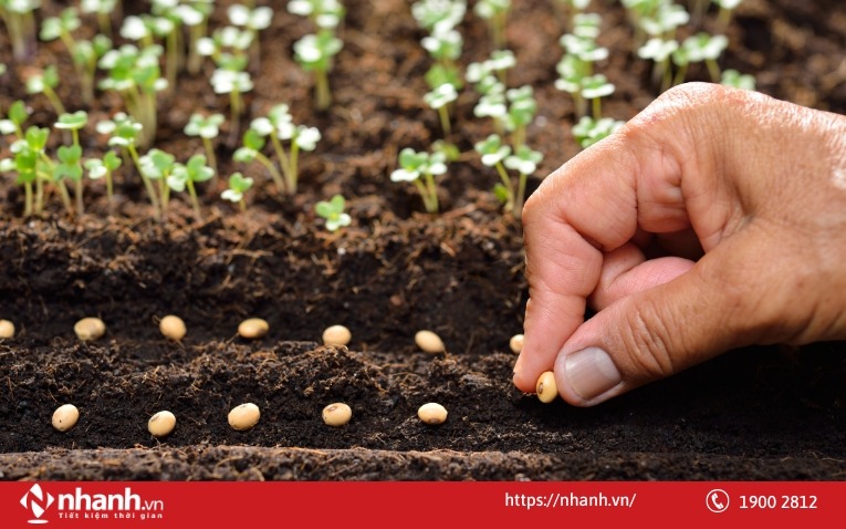 Kinh doanh hạt giống cây trồng