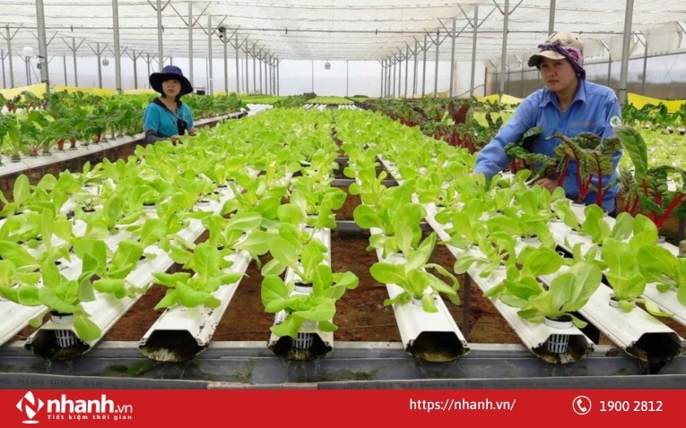 Vốn 100 triệu nên kinh doanh gì ở nông thôn đạt lợi nhuận cao?