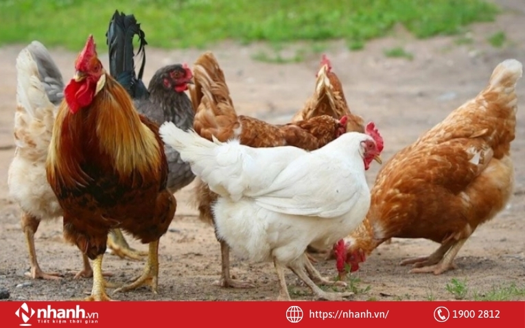 Lựa chọn giống gia súc, gia cần chất lượng