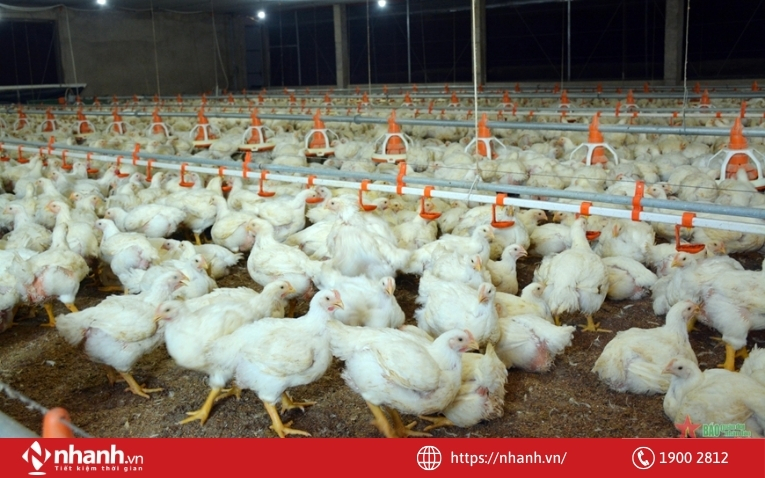 Quản lý môi trường chăn nuôi sạch sẽ