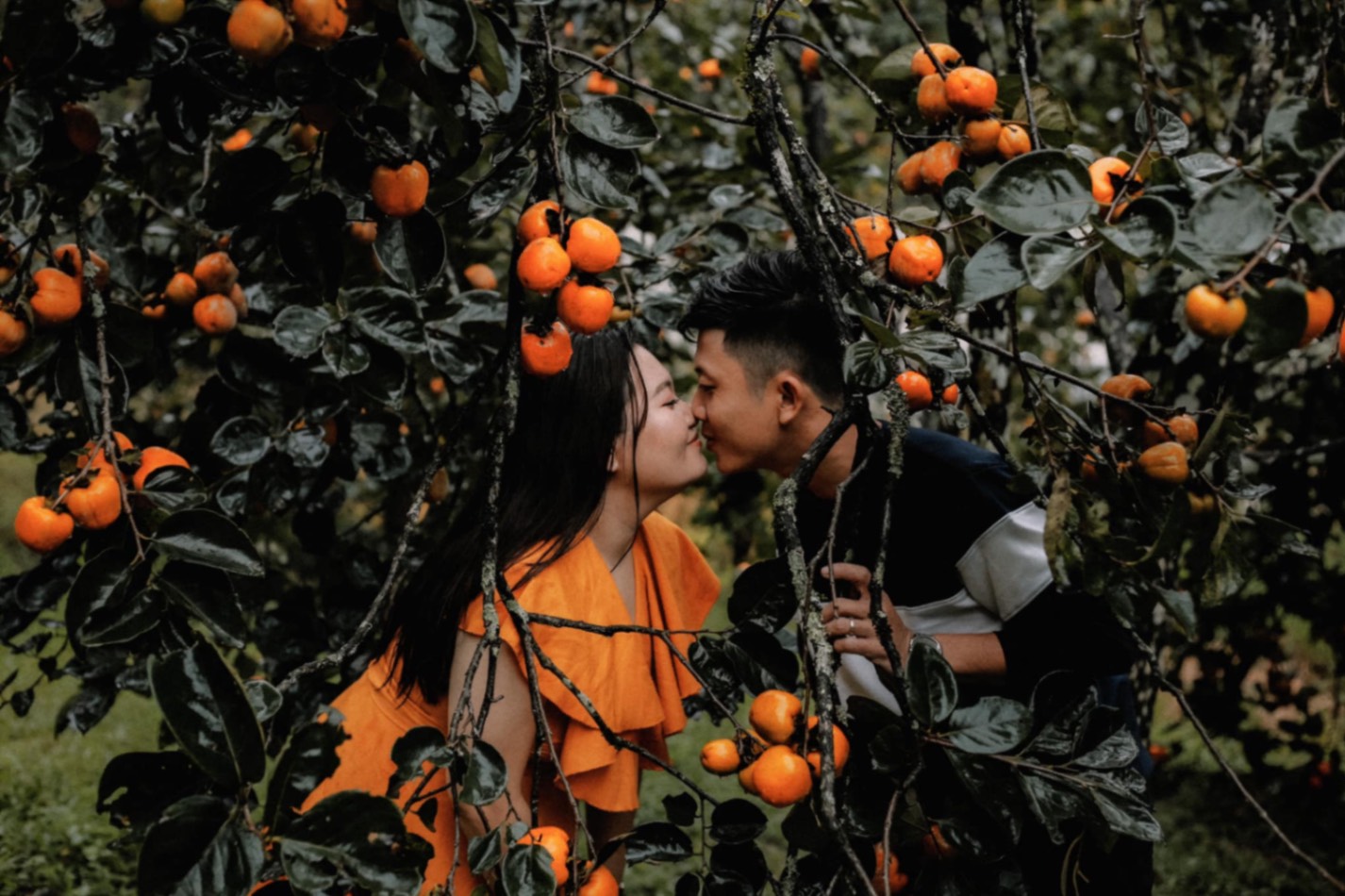 Bạn có hẹn với Đà Lạt Tháng 9, 10 này - Mùa của những trái hồng chín mọng