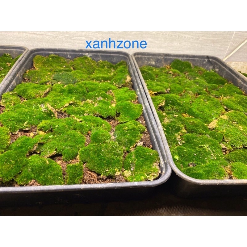 1 kg rêu nhung đắp bonsai