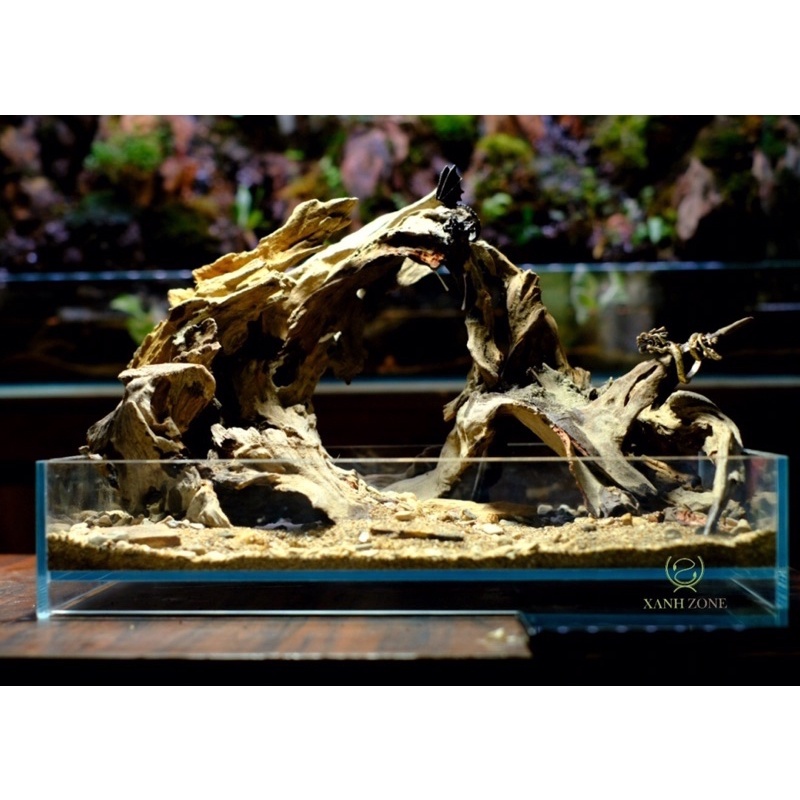 1 kg Lũa gỗ, lũa tạo bố cục, set hồ bán cạn, terrarium hồ cá nhỏ