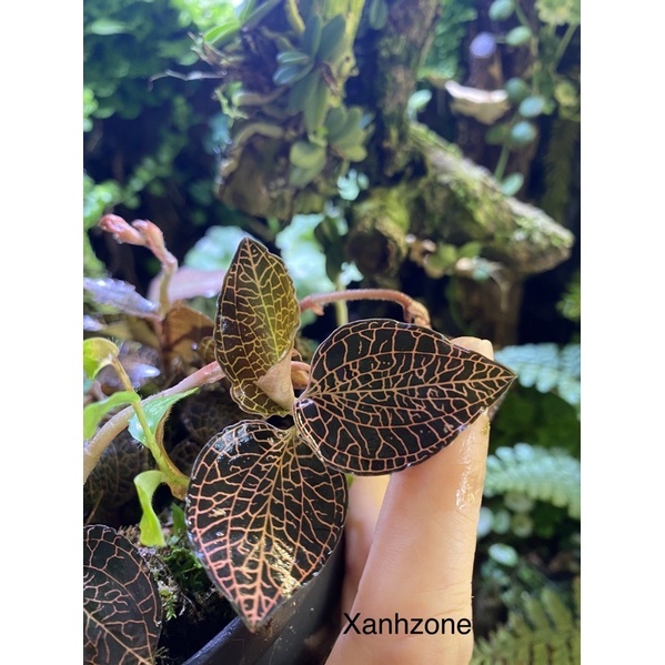 Lan trứng bướm, bám lũa, lan rừng mini trồng hồ bán cạn, terrarium