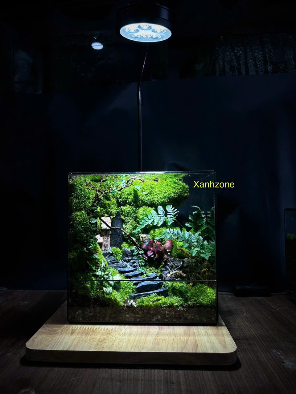 Bình terrarium vuông setup sẵn, quà tặng - Mẫu 2