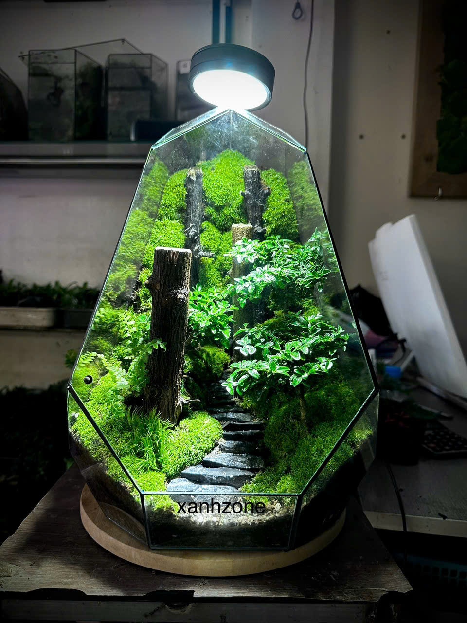 TERRARIUM NẤC THANG