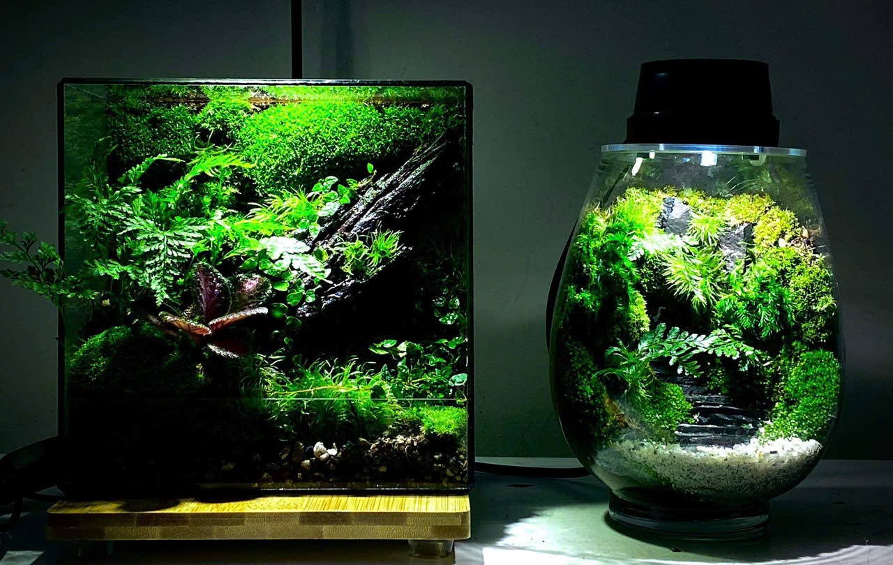Bình terrarium vuông  M6