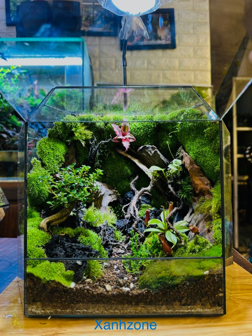 ĐA GIÁC TERRARIUM - MẪU QUÀ TẶNG NGÔI NHÀ BÌNH YÊN - Mẫu 2