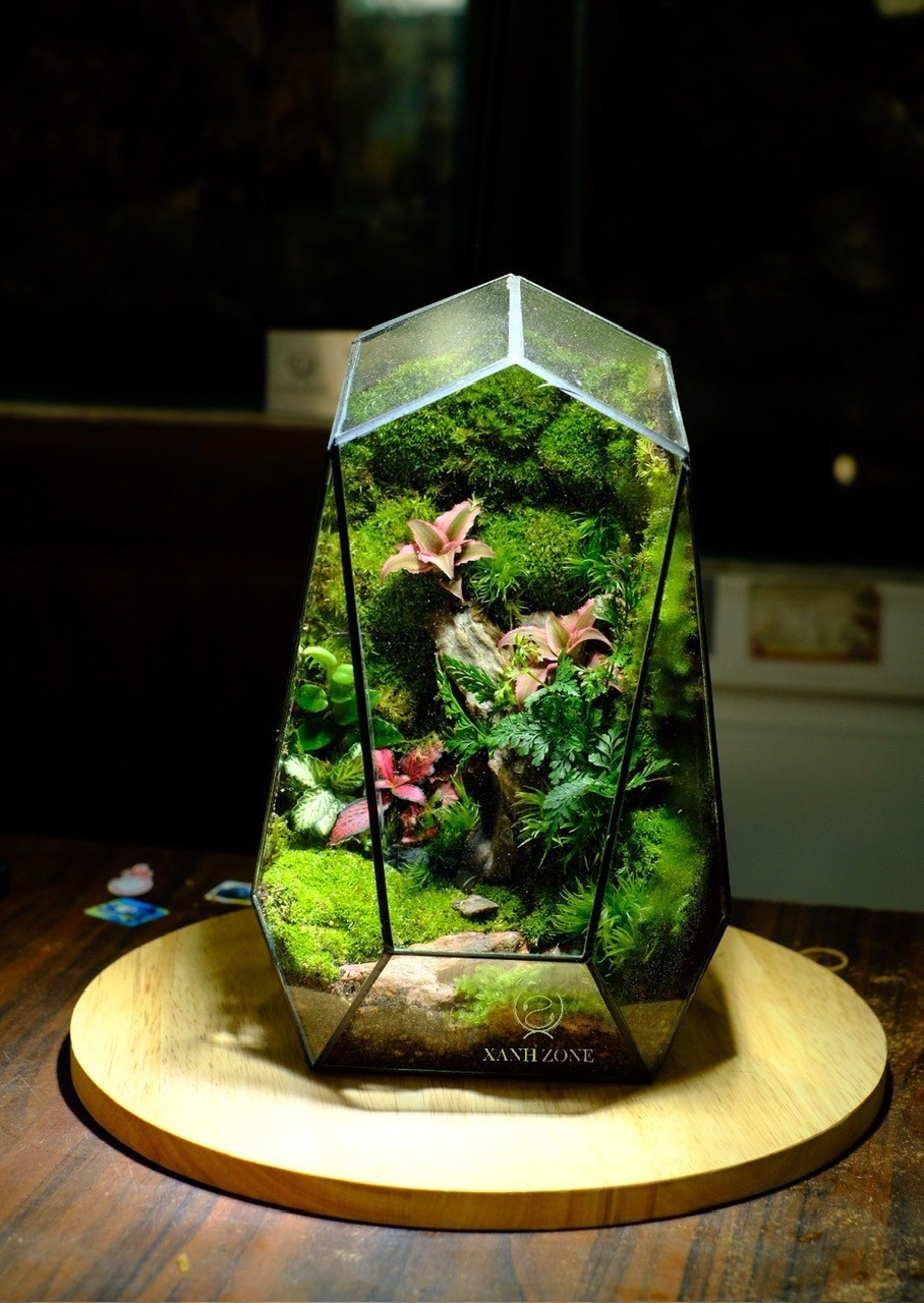 Bình terrarium quà tặng để bàn - lục giác 26m - Mẫu 5