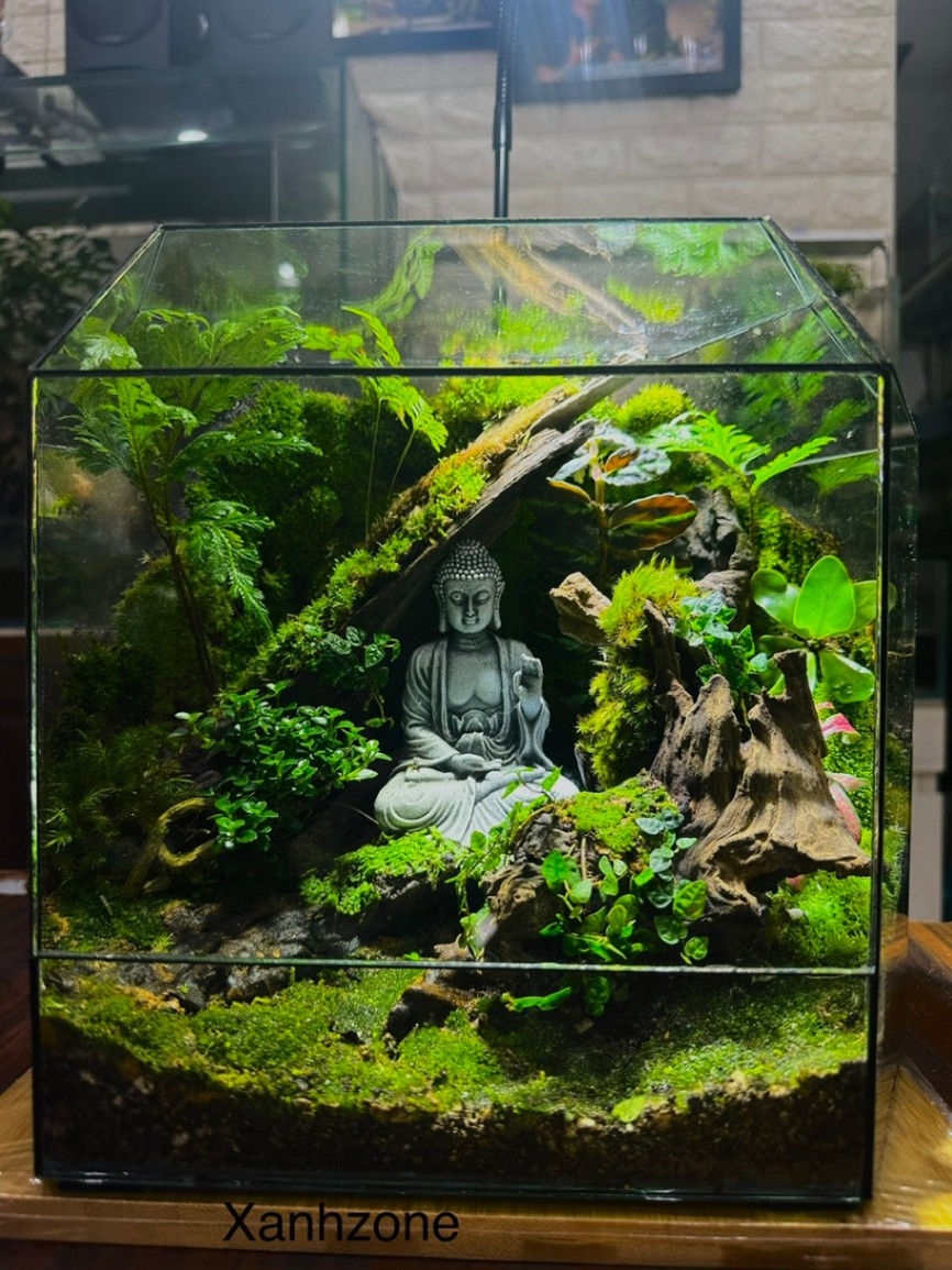 ĐA GIÁC TERRARIUM - MẪU QUÀ TẶNG NGÔI NHÀ BÌNH YÊN - Mẫu 6