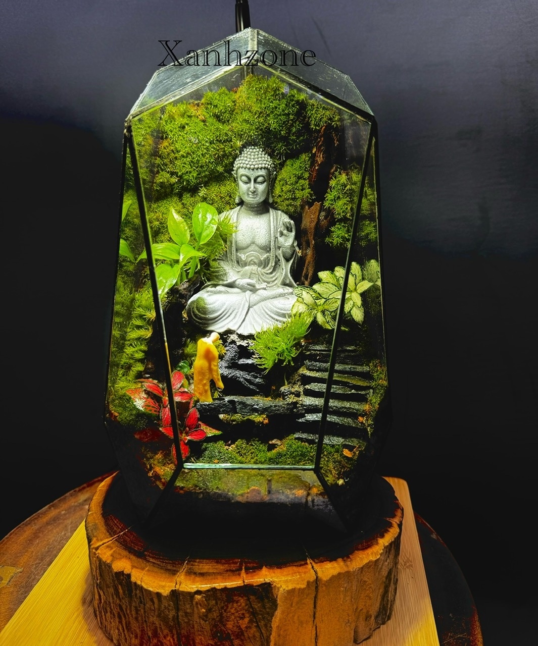 Bình terrarium quà tặng để bàn - lục giác 26m - Mẫu 7