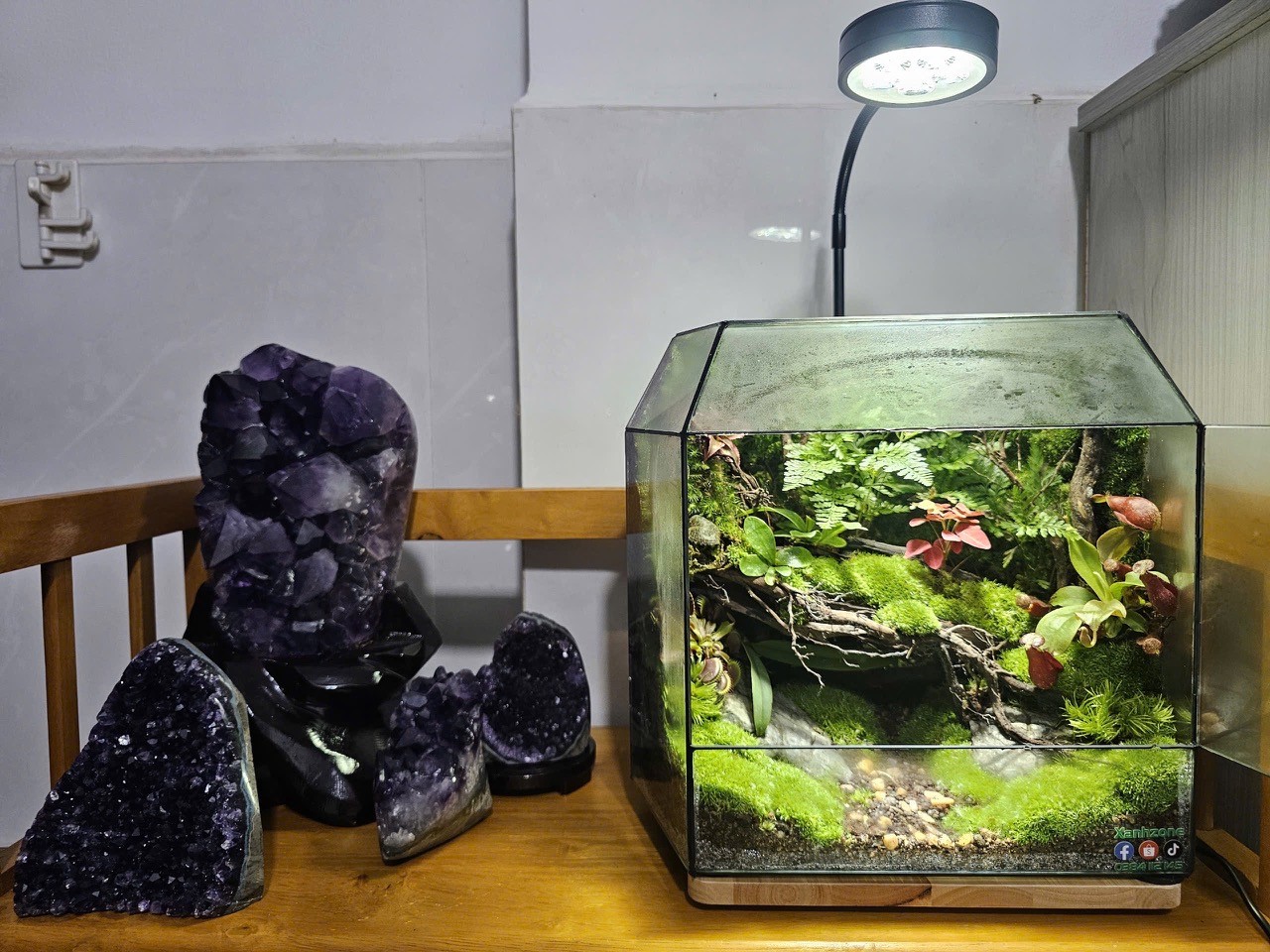 ĐA GIÁC TERRARIUM - MẪU QUÀ TẶNG NGÔI NHÀ BÌNH YÊN - Mẫu 1