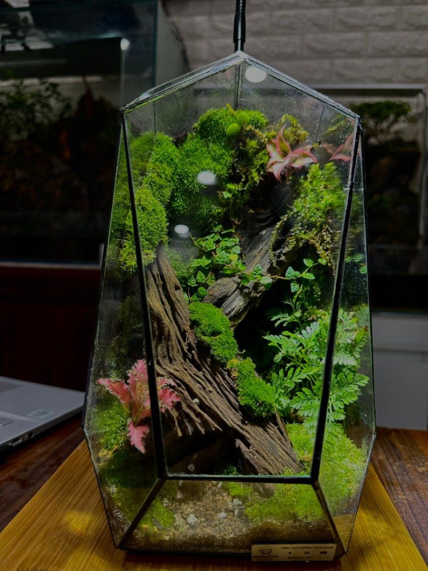 ĐA GIÁC TERRARIUM - THANH BÌNH - Mẫu 1
