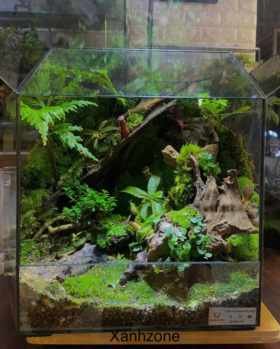 ĐA GIÁC TERRARIUM - MẪU QUÀ TẶNG NGÔI NHÀ BÌNH YÊN - Mẫu 3