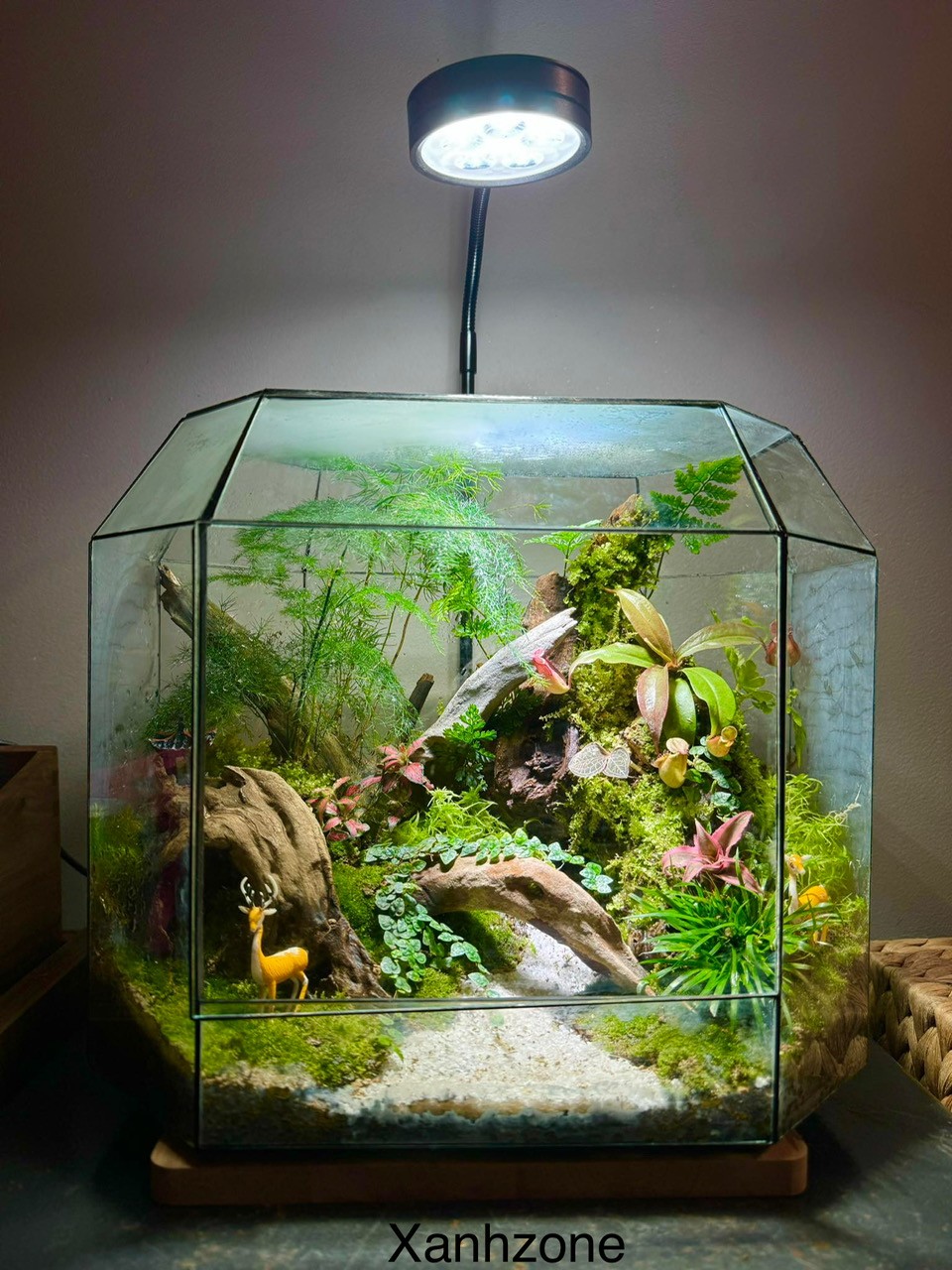 ĐA GIÁC TERRARIUM - MẪU QUÀ TẶNG NGÔI NHÀ BÌNH YÊN - Mẫu 7