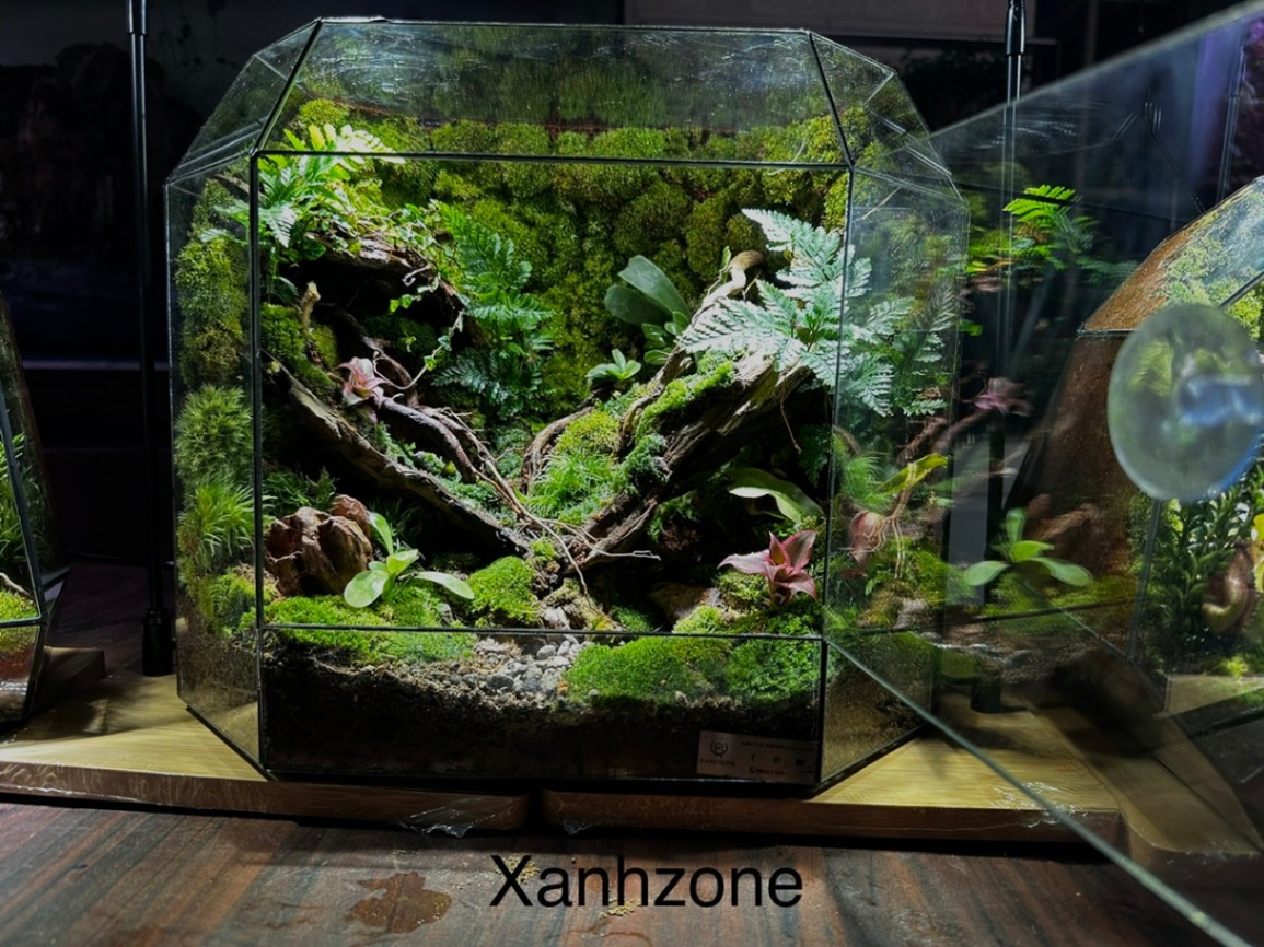 ĐA GIÁC TERRARIUM - MẪU QUÀ TẶNG NGÔI NHÀ BÌNH YÊN - Mẫu 8