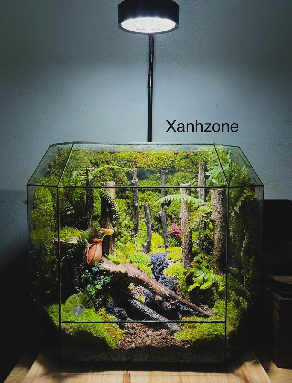 ĐA GIÁC TERRARIUM - MẪU QUÀ TẶNG NGÔI NHÀ BÌNH YÊN - Mẫu 5