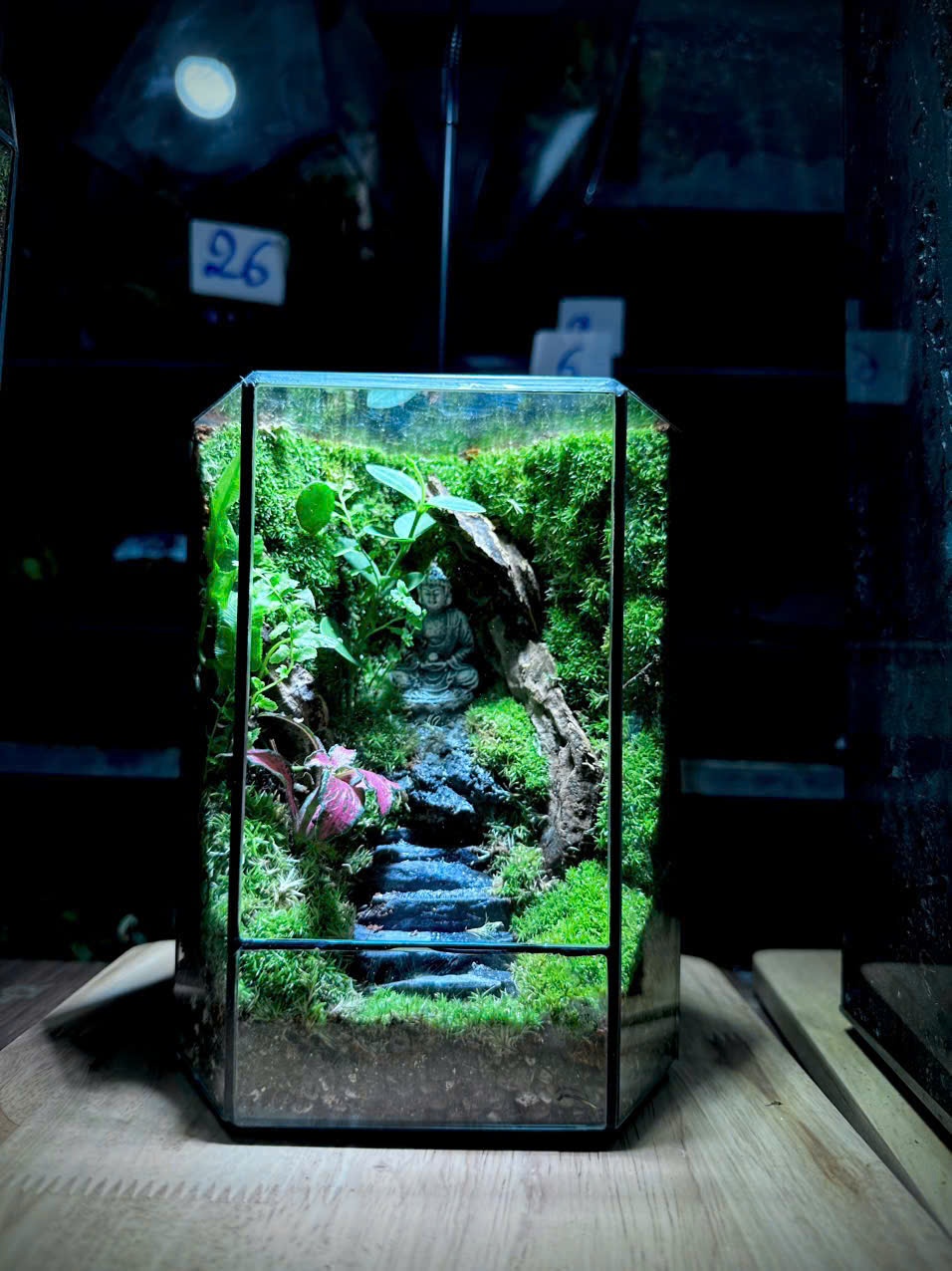 Đa giác Terrarium Phật -  Size mini để bàn quà tặng - Mẫu 3