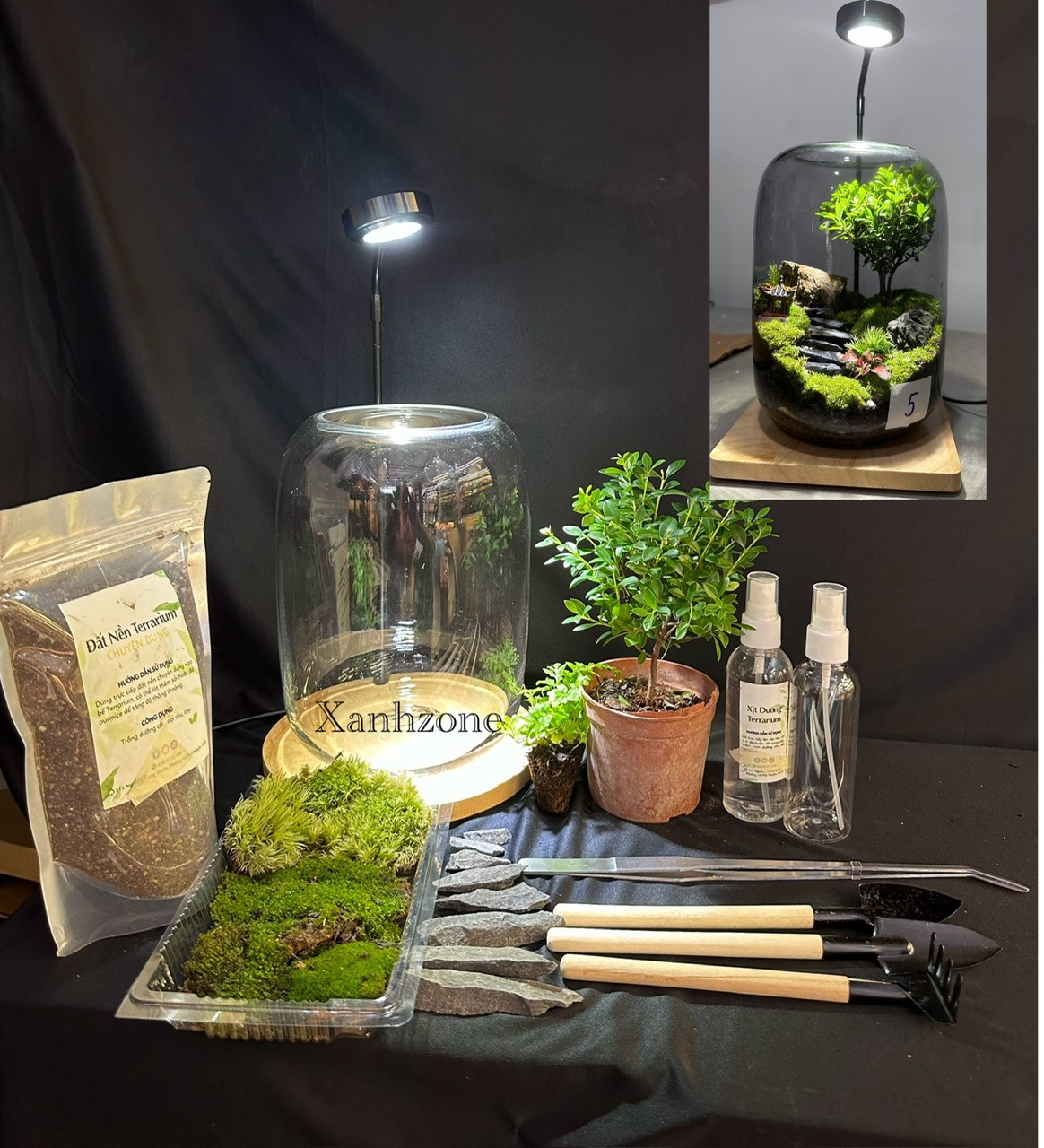 Combo tự làm terrarium cây cổ thụ