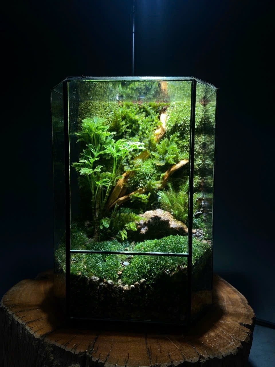 MỘC - TERRARIUM DECOR - Mẫu 2