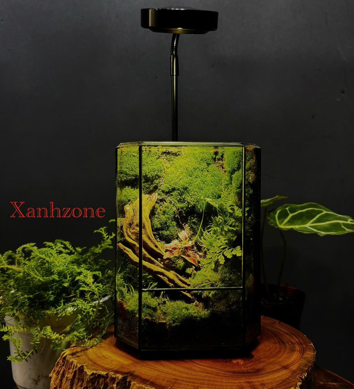 MỘC - TERRARIUM DECOR - Mẫu 3