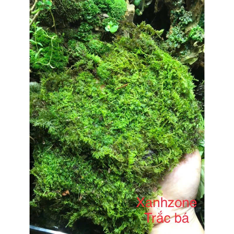 RÊU TRẮC BÁ