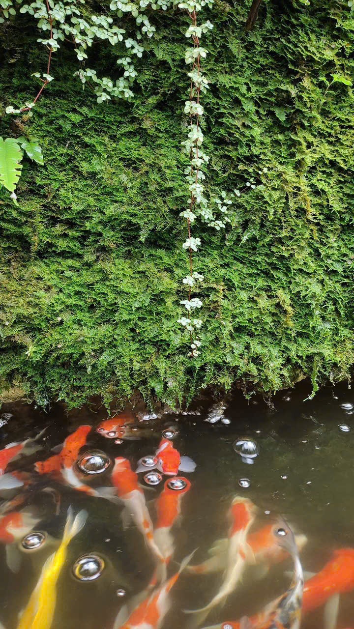 RÊU TRẮC BÁ