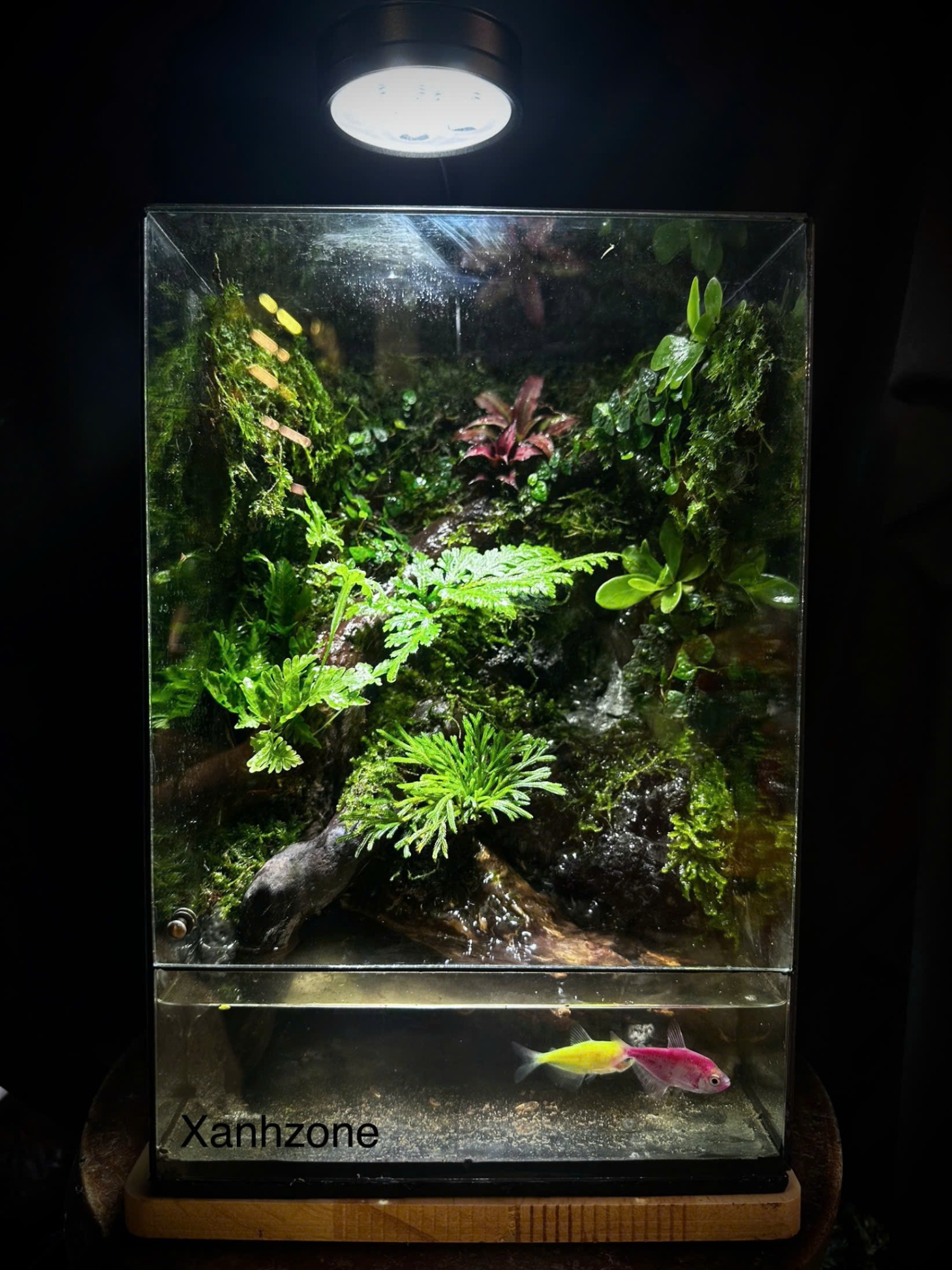 HỒ BÁN CẠN, TERRARIUM THÁC SUỐI ĐỂ BÀN ( tặng kèm đèn )
