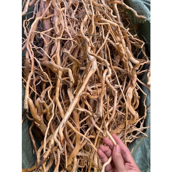 lũa rễ vàng