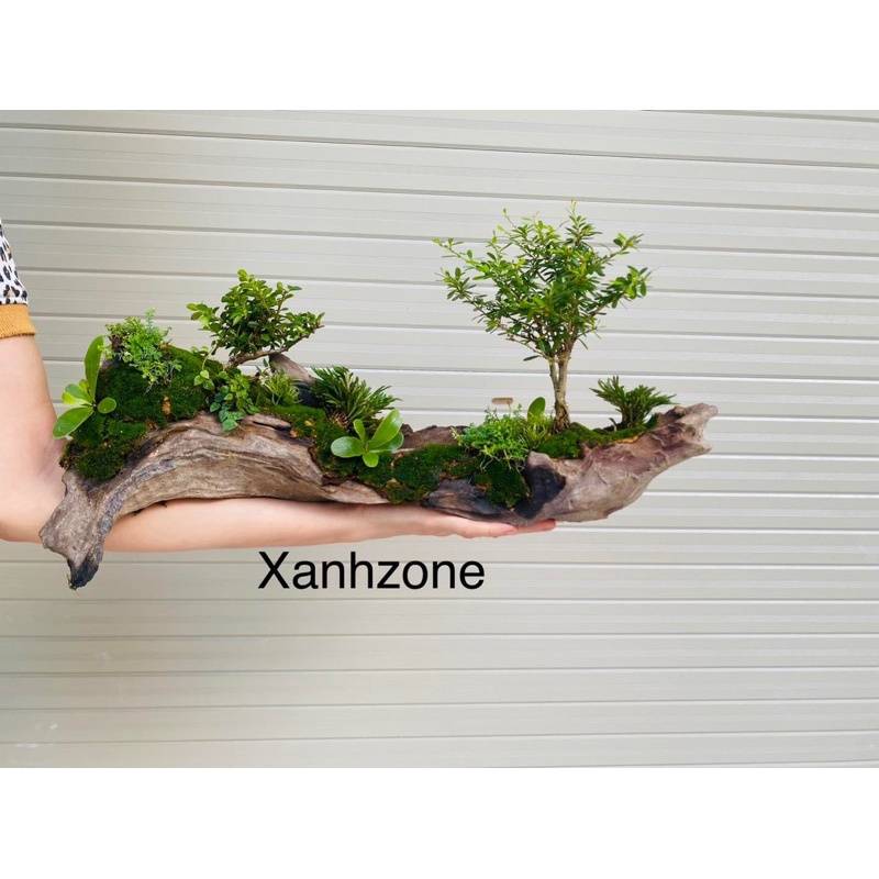 1 kg gỗ trồng cây, lũa gỗ miếng, nhiều vân, gỗ làm tiểu cảnh.