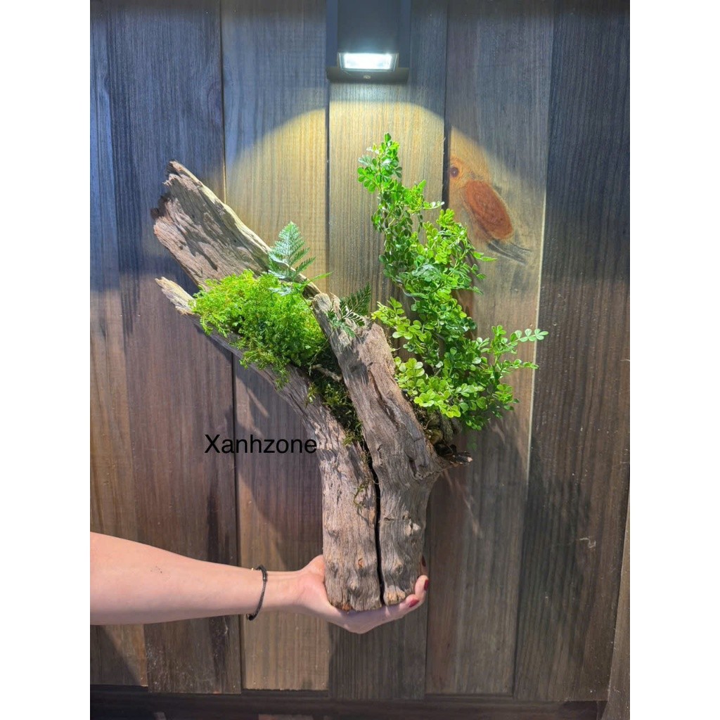 Lũa gỗ, lũa tạo bố cục, set hồ bán cạn, terrarium hồ cá nhỏ... - size 20 - 30cm