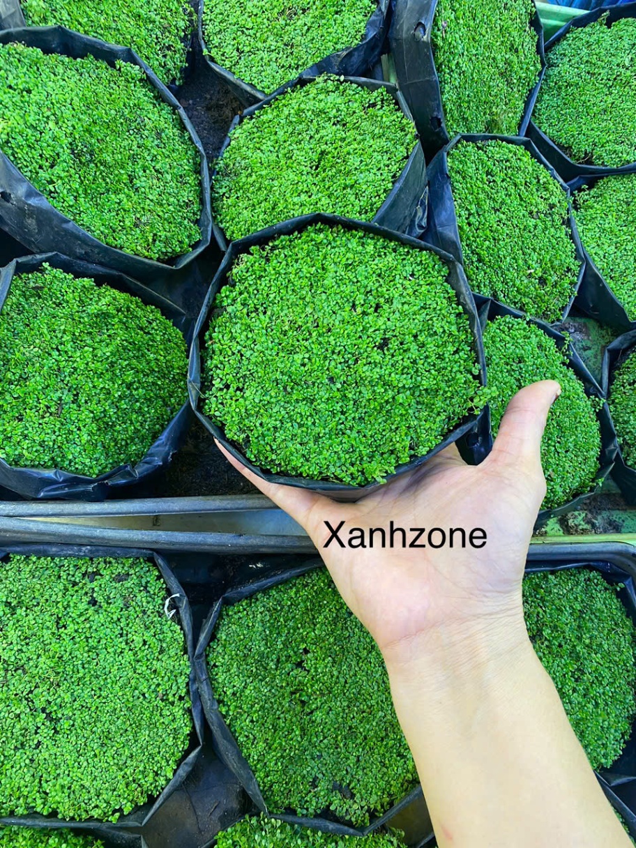 Rêu trân châu ngọc trai lá cạn