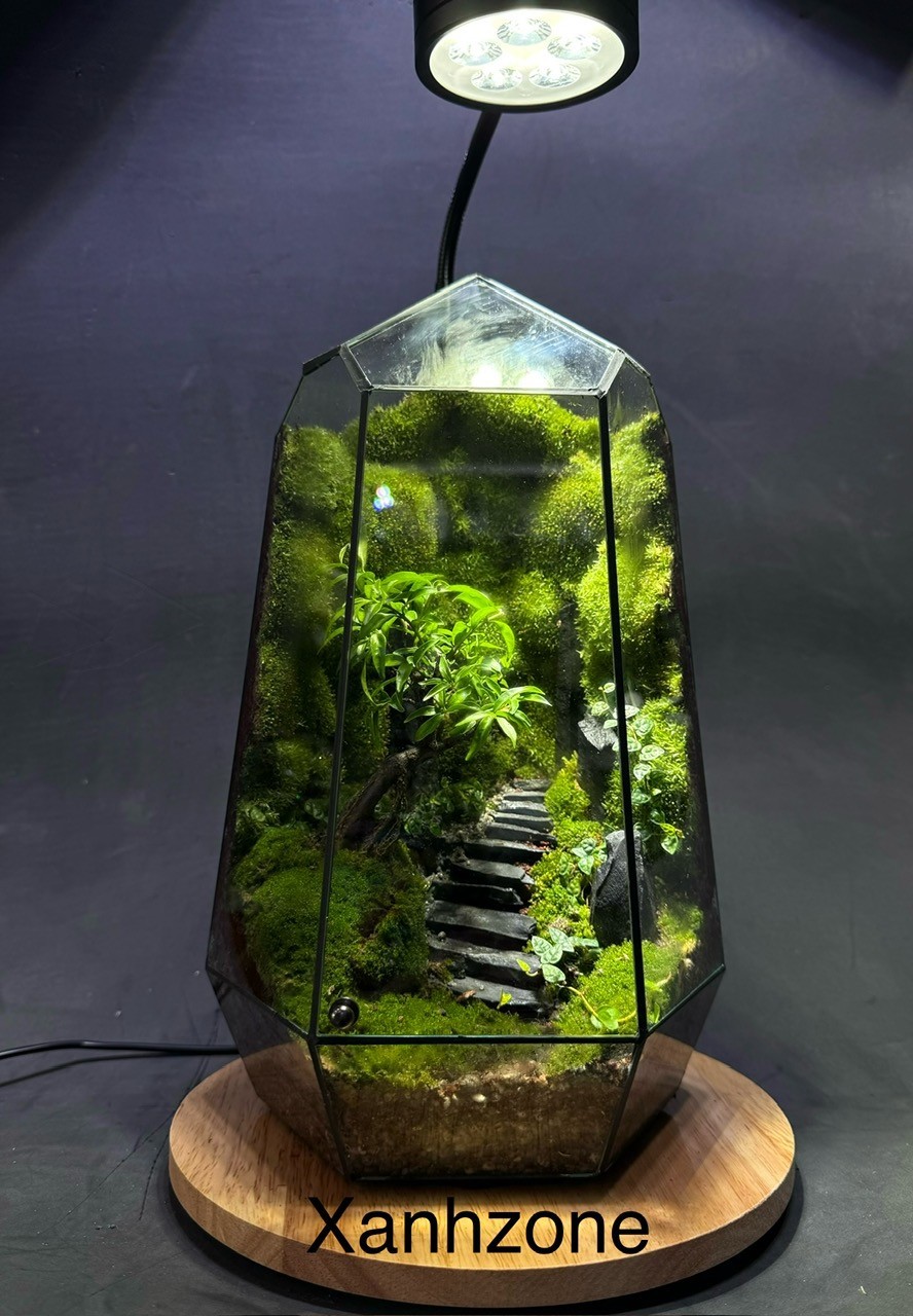 Đèn led đế gỗ cho hồ terrarium, hồ cá mini - 5w đế tròn