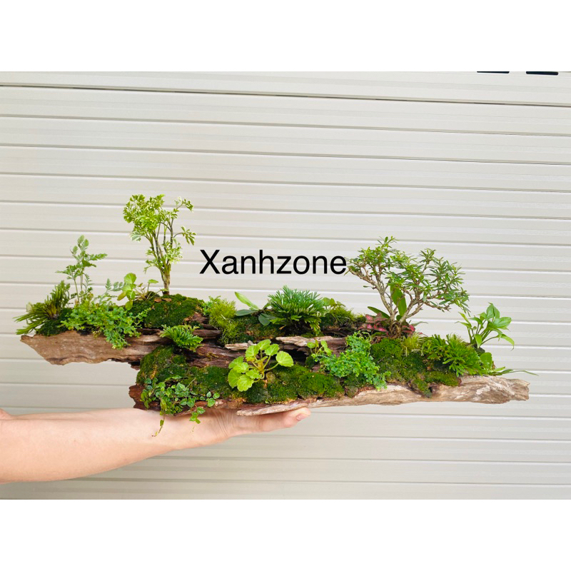 1 kg rêu nhung đắp bonsai