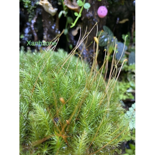 rêu spiny trồng terrarium