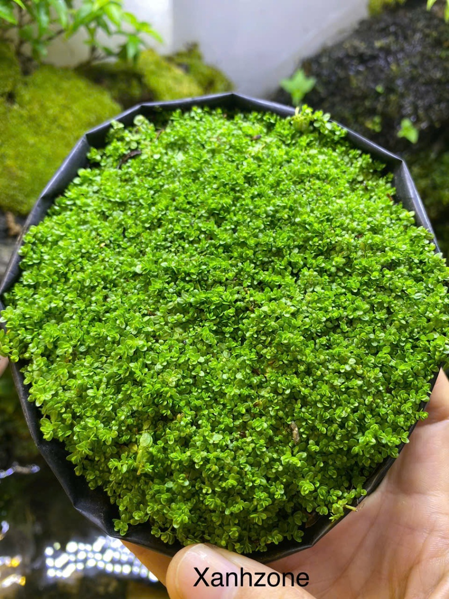 Rêu trân châu ngọc trai lá cạn
