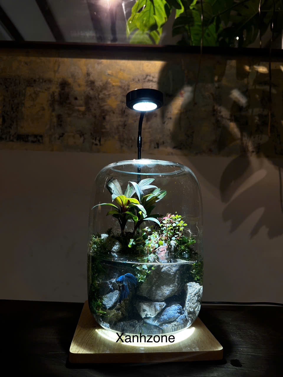 BONSAI TRÊN ĐỒI